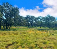 Pannell Real Estate
