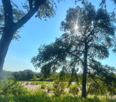 Pannell Real Estate